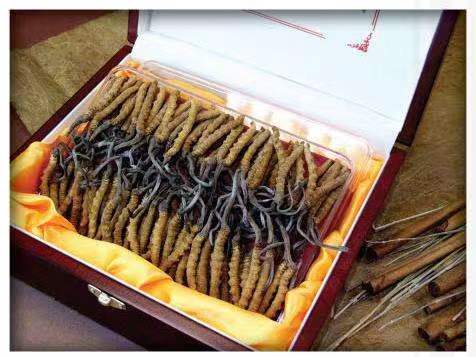 德清冬虫夏草回收